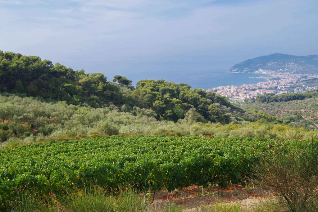 vitigno nella Liguria di Ponente
