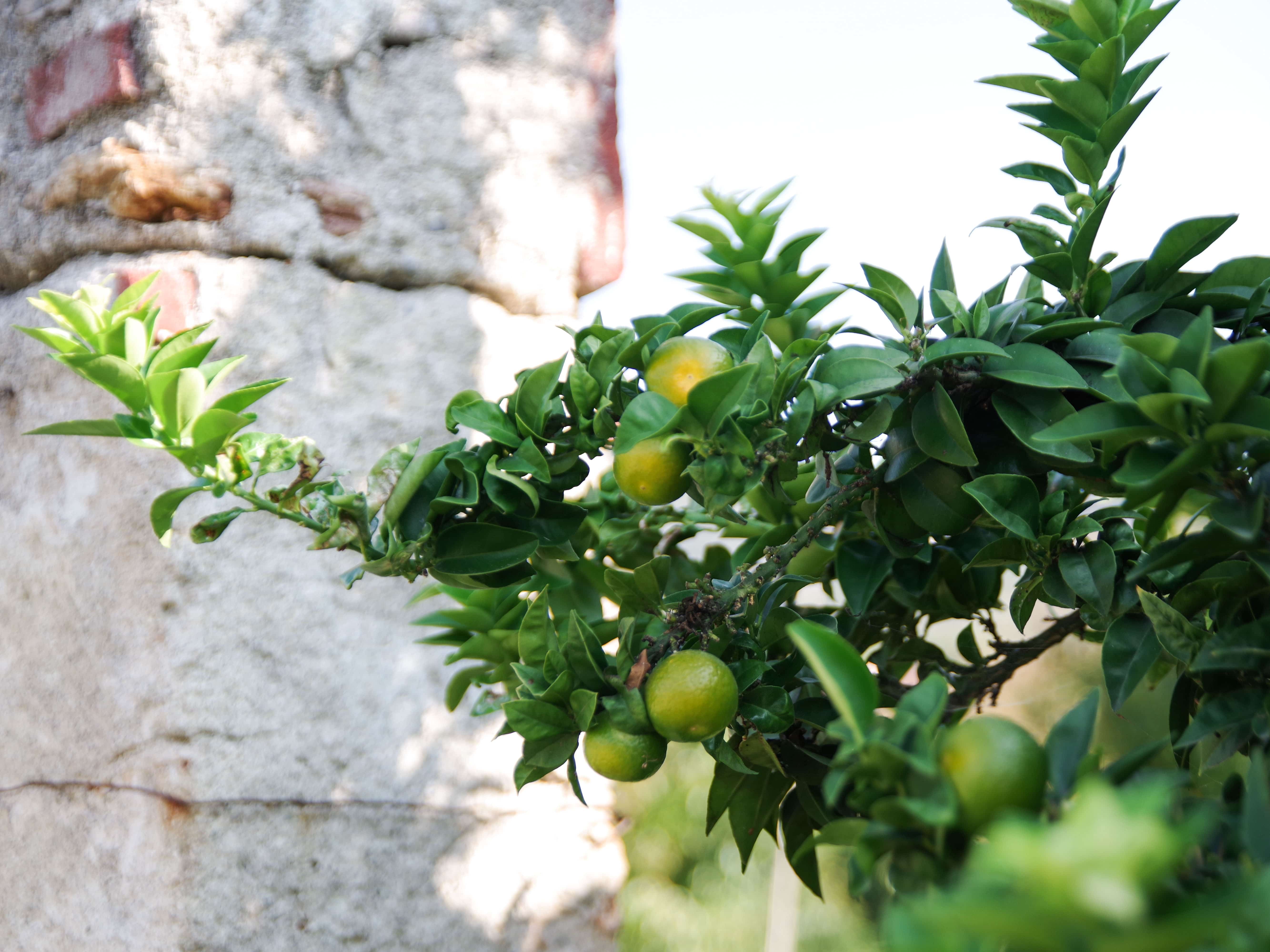 Chinotto of Savona: hard skin tender heart